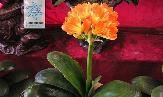 君子兰属于哪个科？它的主要特征有哪些？