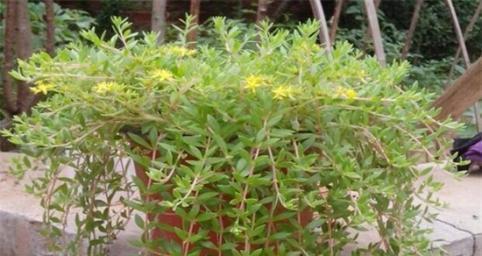 垂盆草浇水的正确频率和量是多少？