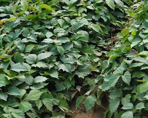 爬山虎种植需要注意哪些要点？