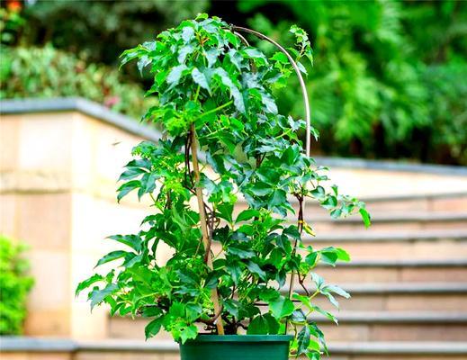 爬山虎种植需要注意哪些要点？