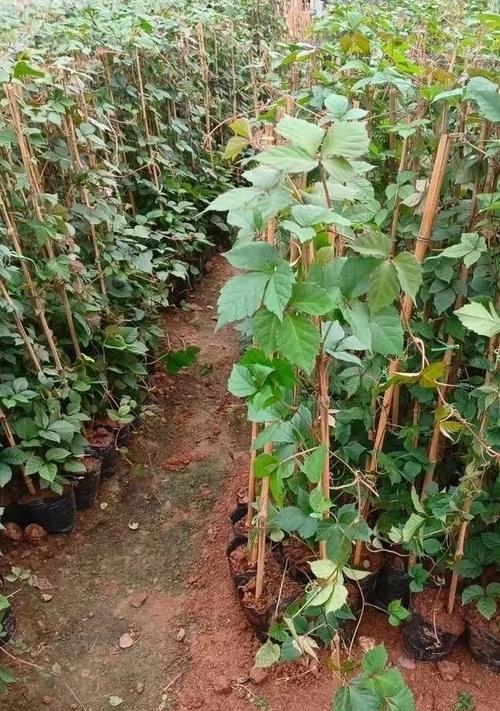 爬山虎种植需要注意哪些要点？