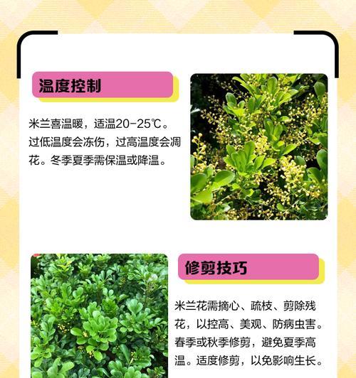 米兰修剪枝丫的最佳方法是什么？修剪后如何护理？