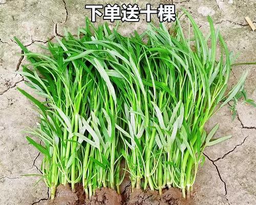 白梗空心菜催芽方法是什么？需要多长时间才能发芽？