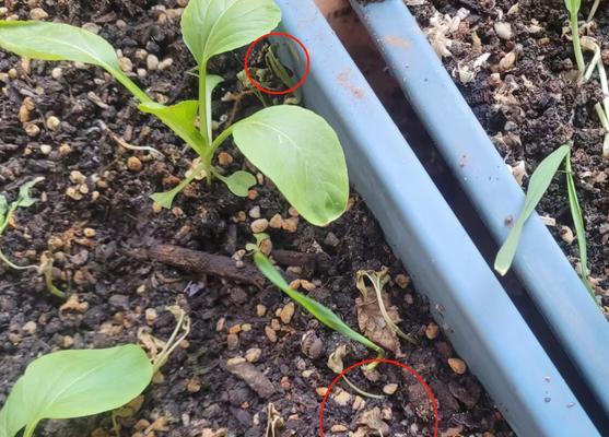 白梗空心菜催芽方法是什么？需要多长时间才能发芽？