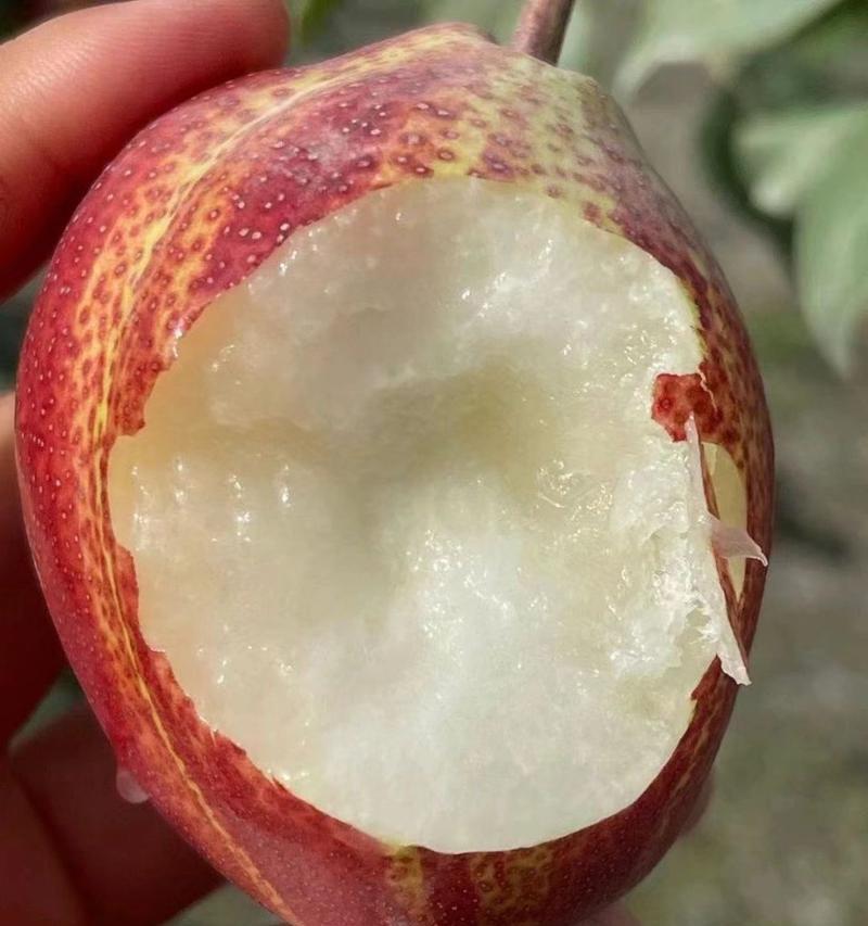 彩虹梨修剪枝条的最佳时机是什么时候？如何正确修剪？