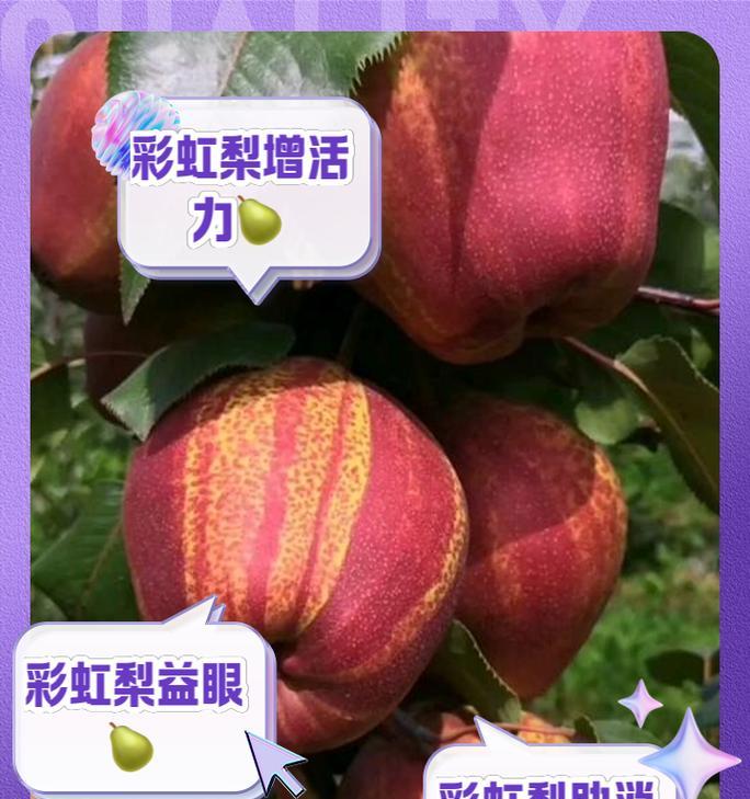 彩虹梨修剪枝条的最佳时机是什么时候？如何正确修剪？
