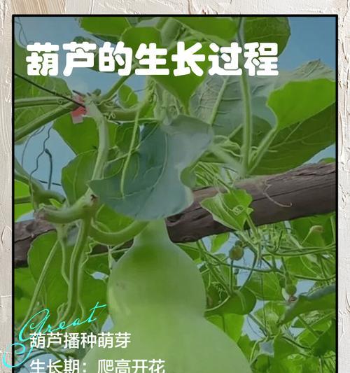 葫芦种子催芽方法是什么？如何提高发芽率？