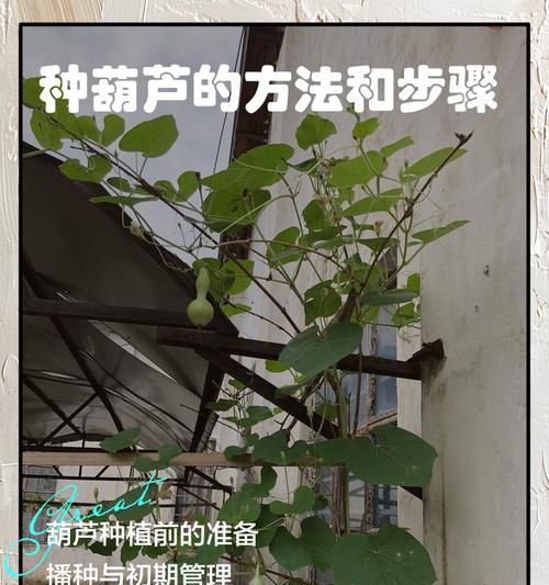 葫芦种子催芽方法是什么？如何提高发芽率？