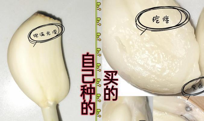 嫩大蒜催芽快的方法是什么？需要多长时间才能发芽？