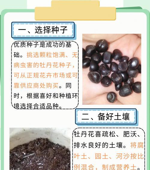 牡丹苗怎么种植方法？有哪些步骤和注意事项？