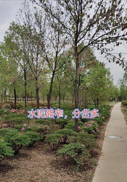 牡丹苗怎么种植方法？有哪些步骤和注意事项？
