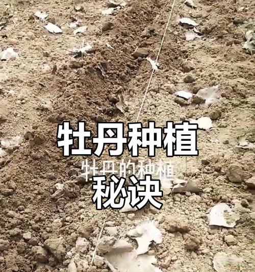 牡丹苗怎么种植方法？有哪些步骤和注意事项？