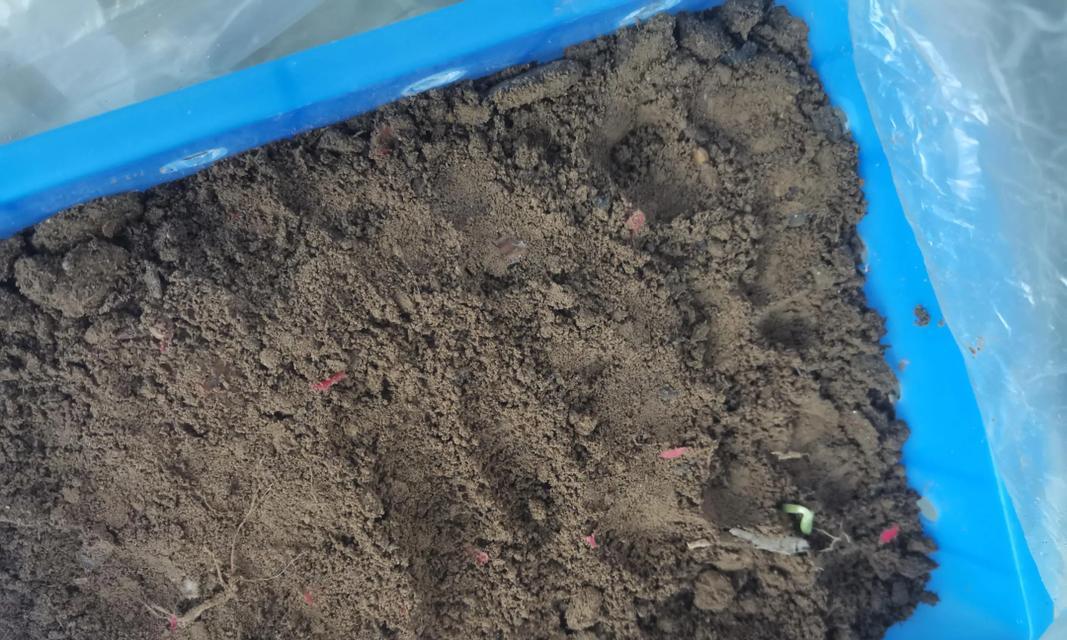 催芽后种植葫芦的最佳方法是什么？步骤和注意事项有哪些？