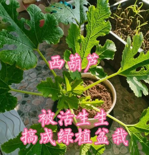 催芽后种植葫芦的最佳方法是什么？步骤和注意事项有哪些？