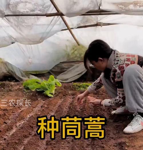 茼蒿种植方法有哪些？如何正确种植茼蒿？