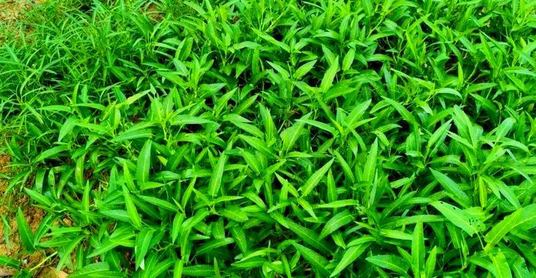 茼蒿种植方法有哪些？如何正确种植茼蒿？