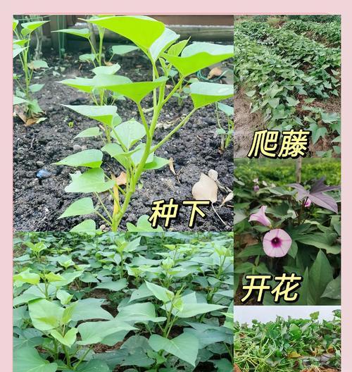 爬藤植物催芽的最佳方法是什么？如何确保发芽率高？