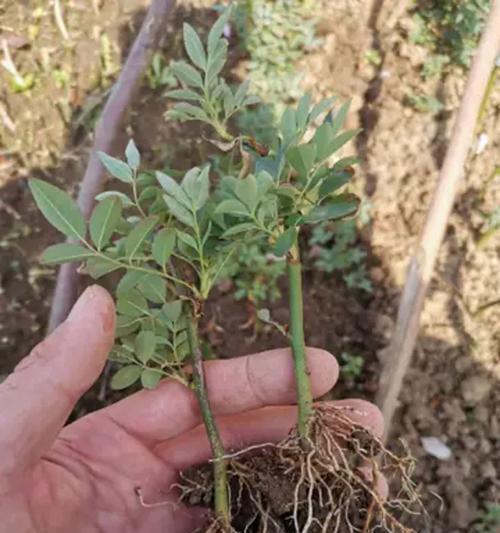 爬藤植物催芽的最佳方法是什么？如何确保发芽率高？