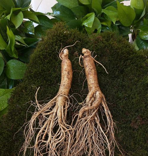 人参种子种植方法有哪些步骤？如何确保高成活率？