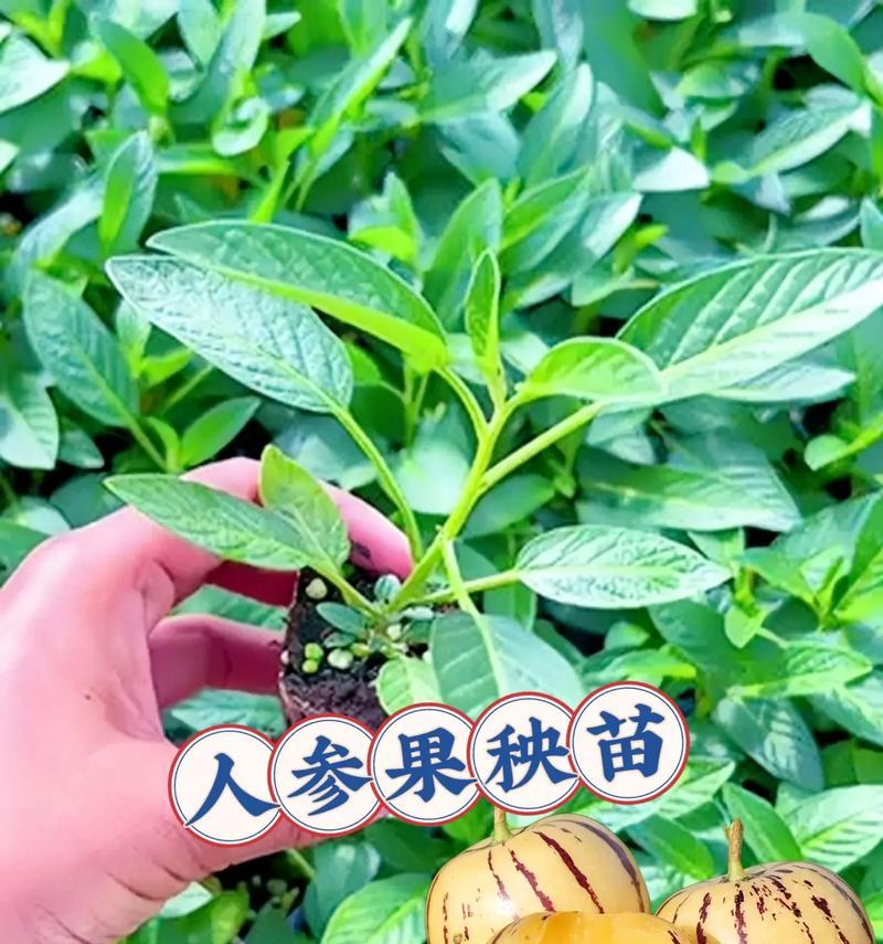 人参种子种植方法有哪些步骤？如何确保高成活率？