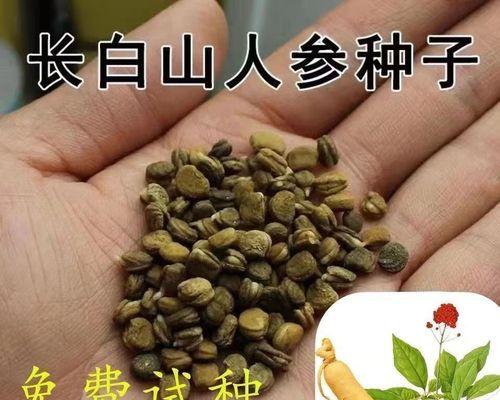 人参种子种植方法有哪些步骤？如何确保高成活率？