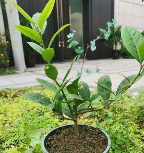 芒果主枝修剪枝条的最佳时机是什么时候？修剪后如何促进新芽生长？