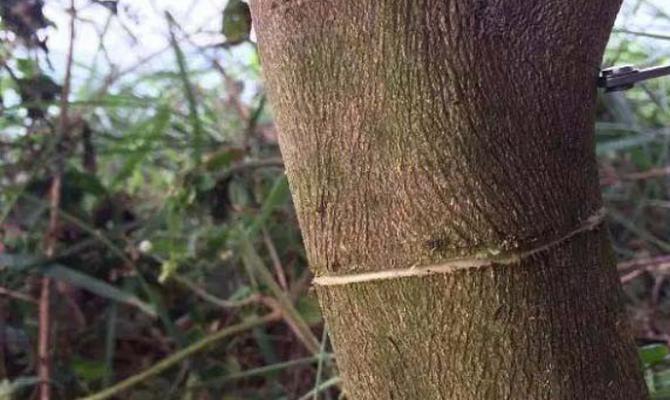 芒果主枝修剪枝条的最佳时机是什么时候？修剪后如何促进新芽生长？
