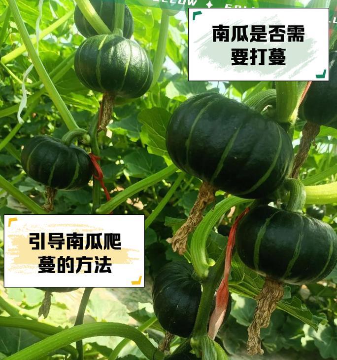南瓜怎么种植方法？从播种到收获的完整指南？