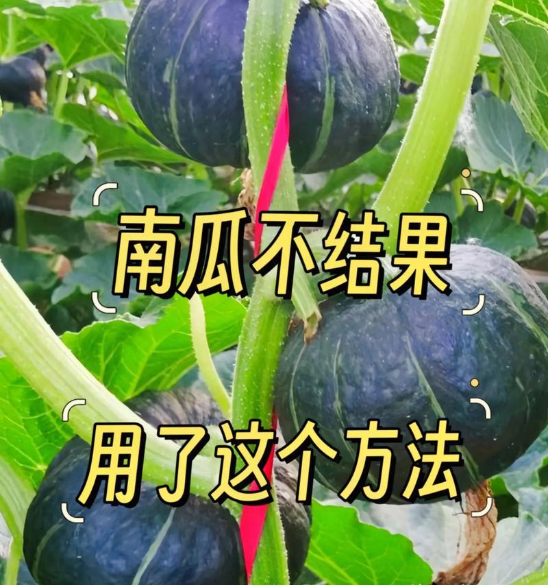 南瓜怎么种植方法？从播种到收获的完整指南？