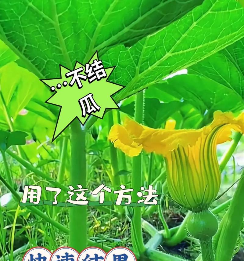 南瓜怎么种植方法？从播种到收获的完整指南？