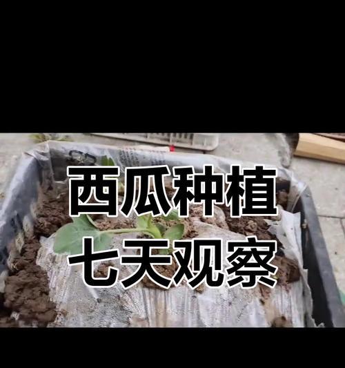 西瓜籽怎么种植方法？步骤和注意事项有哪些？