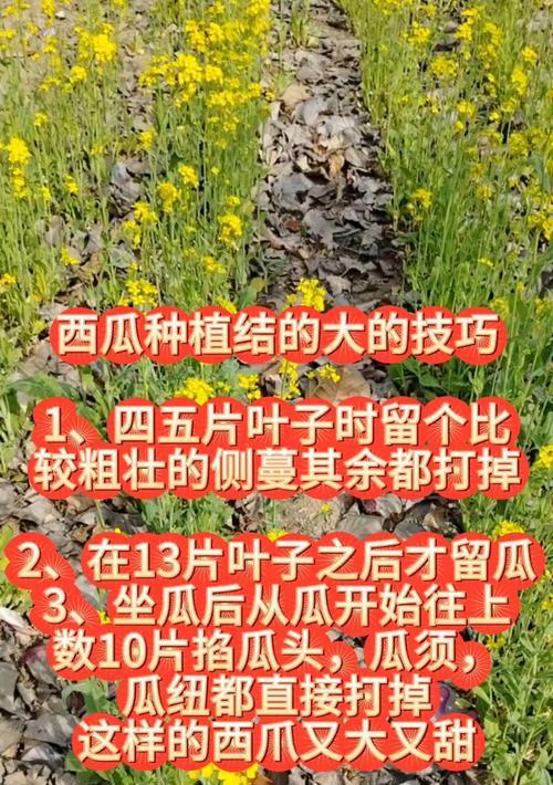 西瓜籽怎么种植方法？步骤和注意事项有哪些？