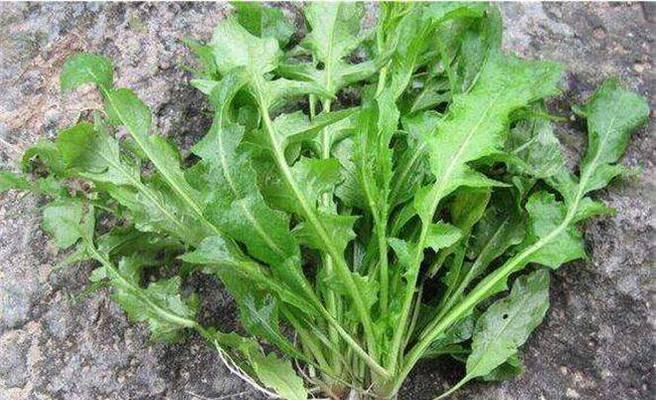 灵胆草种植方法有哪些？如何确保种植成功？