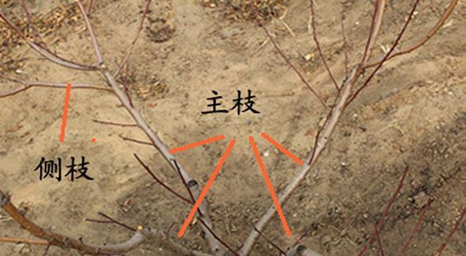 大棚修剪桃树怎么剪枝？剪枝的最佳时间和方法是什么？