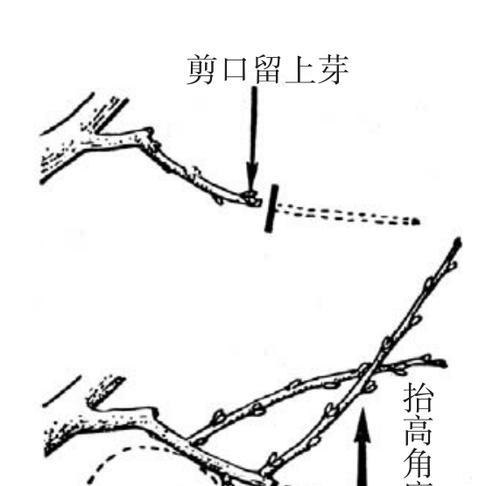 大棚修剪桃树怎么剪枝？剪枝的最佳时间和方法是什么？