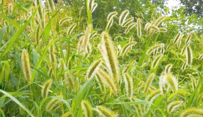 狗杆子树怎么种植方法？需要哪些步骤和注意事项？