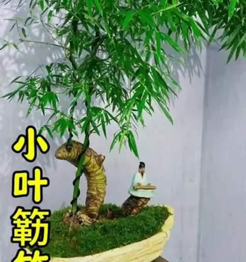 小叶簕竹修剪枝方法是什么？修剪后如何护理？