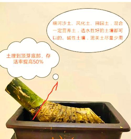 小叶簕竹修剪枝方法是什么？修剪后如何护理？