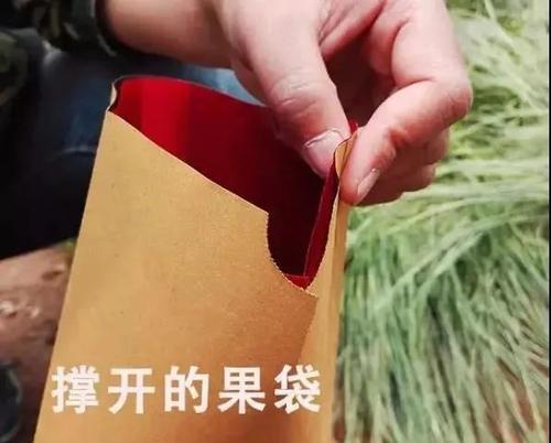 梅花套袋催芽期间浇水的最佳方法是什么？