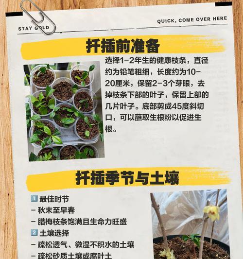 梅花套袋催芽期间浇水的最佳方法是什么？