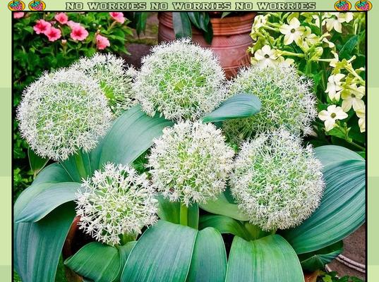 春葱长花苞的种植方法是什么？如何确保花苞健康成长？