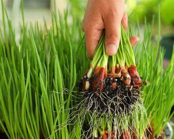 春葱长花苞的种植方法是什么？如何确保花苞健康成长？