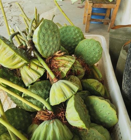 藕带藕怎么种植方法？种植步骤和注意事项是什么？