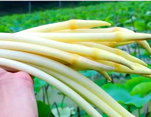 藕带藕怎么种植方法？种植步骤和注意事项是什么？
