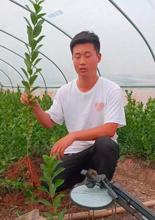 钙果怎么种植方法？从播种到收获的完整步骤是什么？