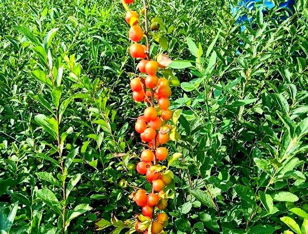 钙果怎么种植方法？从播种到收获的完整步骤是什么？