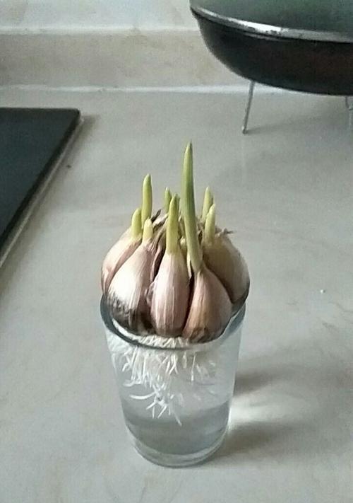 大蒜催芽水井种植方法是什么？步骤和注意事项有哪些？