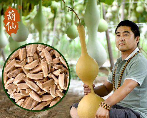 葫芦瓜子催芽方法是什么？需要多长时间才能发芽？