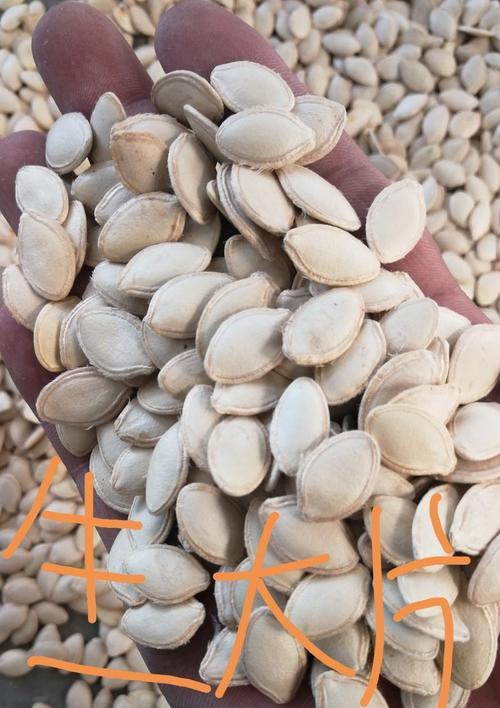 葫芦瓜子催芽方法是什么？需要多长时间才能发芽？