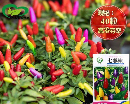 七彩灯笼种植方法是什么？如何正确种植七彩灯笼？